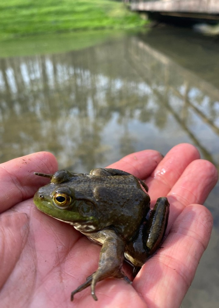 American Bullfrog